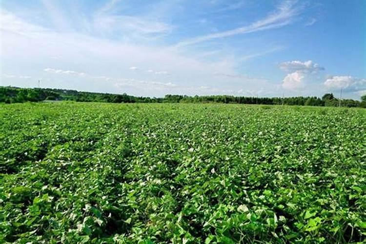 土豆追肥时间和追什么肥 种土豆芽朝上还是朝下