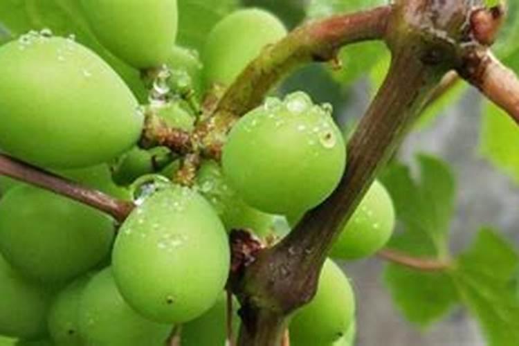 松针最快的腐熟方法