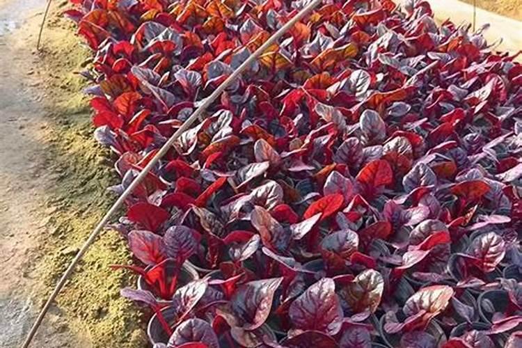 甜菜叶面施肥应把握哪些要点？