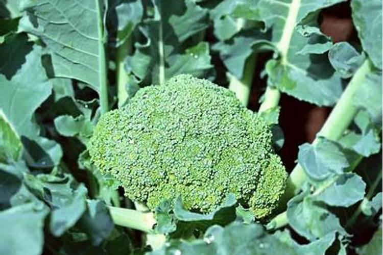 西兰花座果期用什么叶面肥效果好？西兰花保花保果冲施什么肥料好？