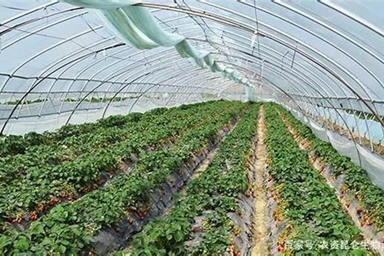 大棚草莓用什么肥料好？教你一个好方法,草莓果子长得大又甜