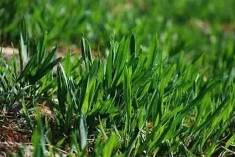 坏掉的百香果肉能做肥料吗？