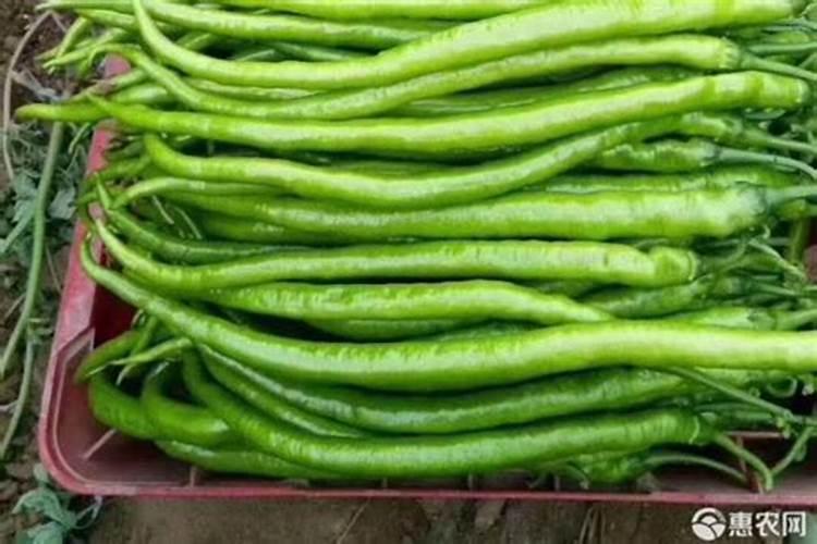 露地辣椒栽培,生长期做好哪些管理措施,可以保果提产量？