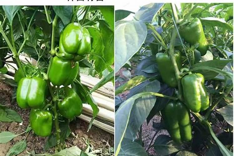 花椒树秋天施什么肥料