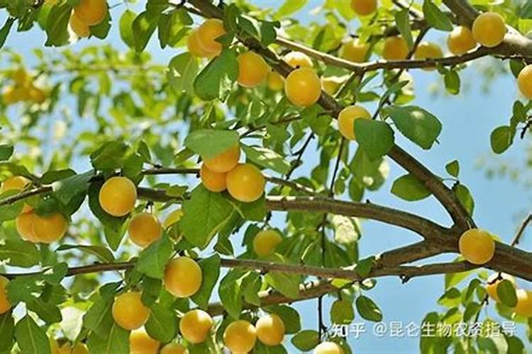 小麦高产水溶肥怎么用？合适的用量是多少