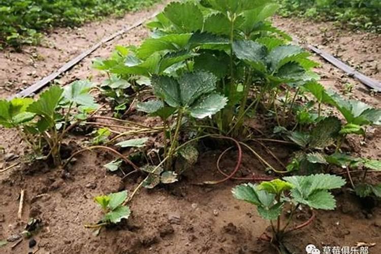 什么时候给果树上黄腐酸钾 作用是什么