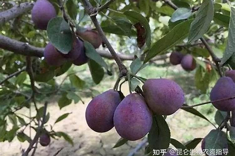 李子树秋季施什么肥？