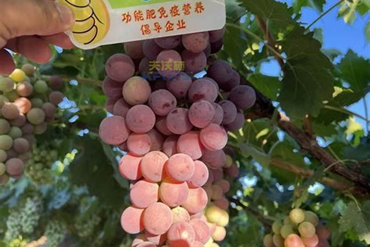 葡萄种植叶面喷肥