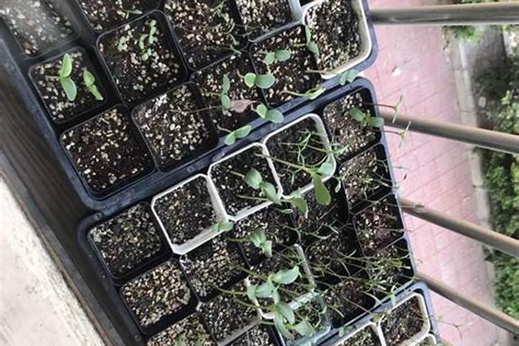 花种发芽后如何护理