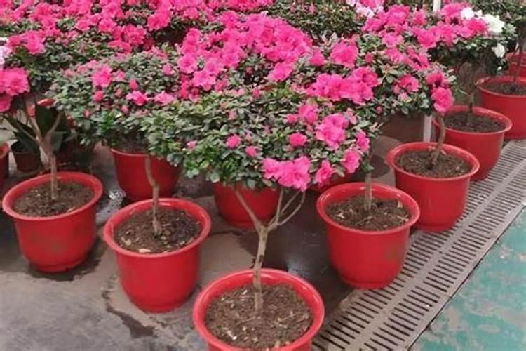 这种买花送的化肥怎么用？