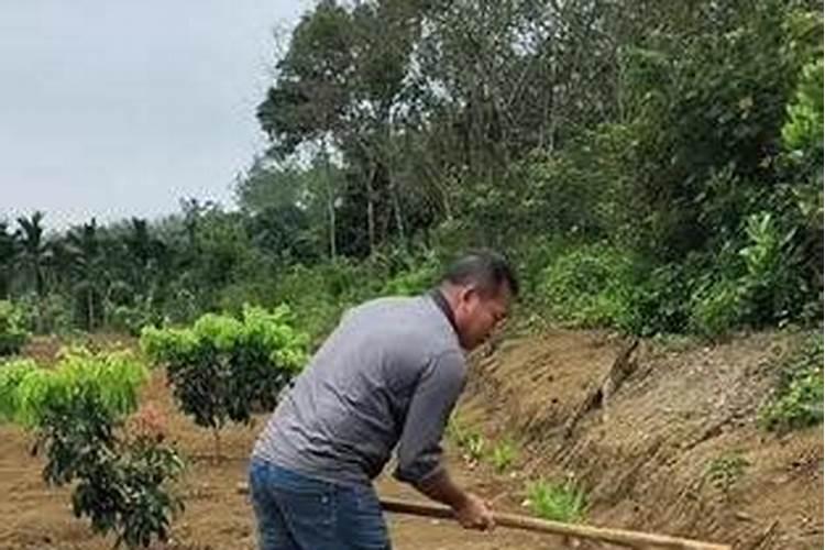 槟榔结果多施肥方法