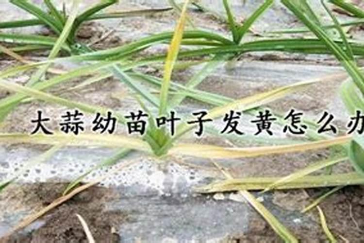 大蒜发黄最快补救办法