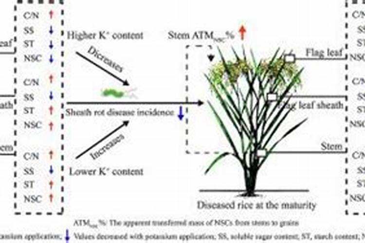 杂交水稻后期要不要追钾