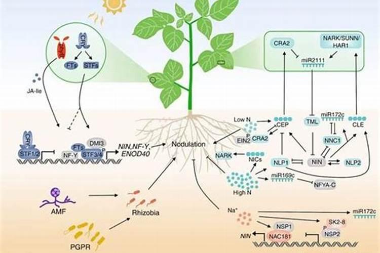 固氮作用对植物的好处