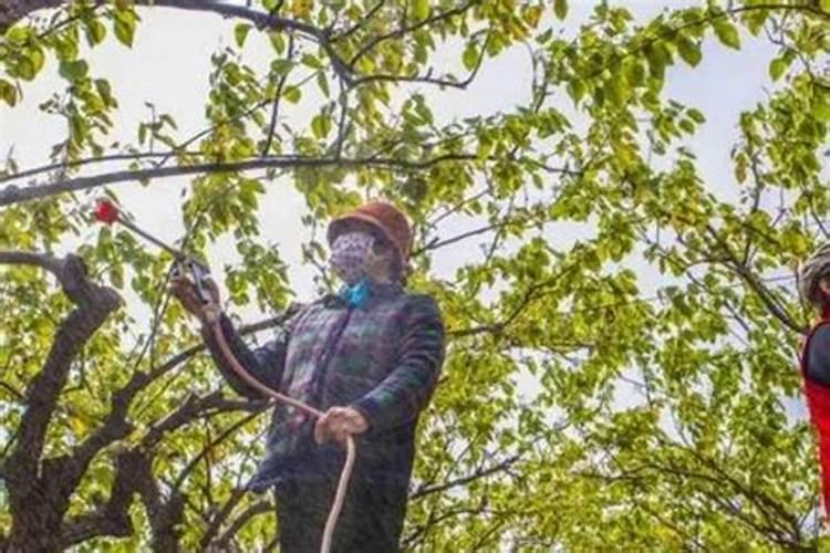 叶面肥早上打好还是下午打好