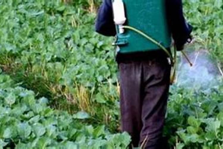 调节剂、叶面肥和毒死蜱一起花生拌种有问题吗