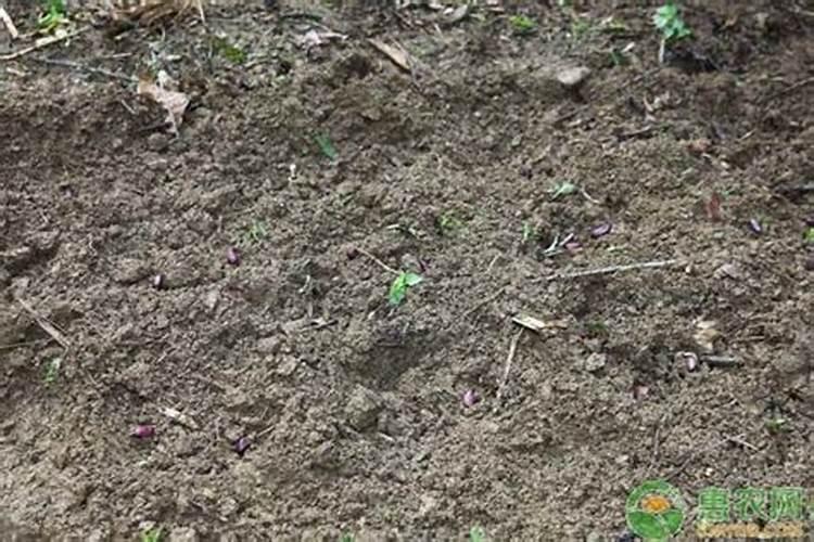 磷肥对植物有什么作用？