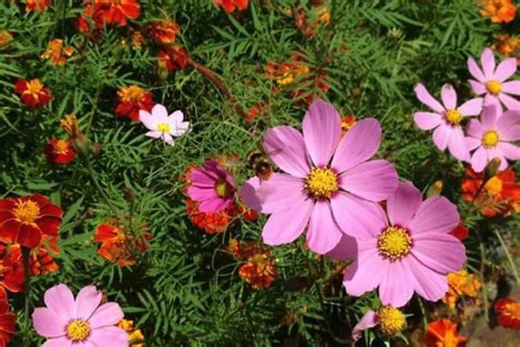 太阳花施肥的方法