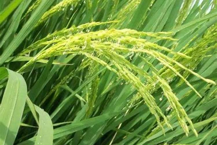 为什么水稻抽穗不灌浆好多空壳