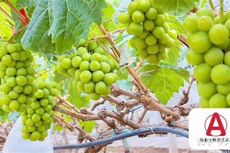 柑橘生长需要哪些肥料(橘子全年科学施肥时期和方案)