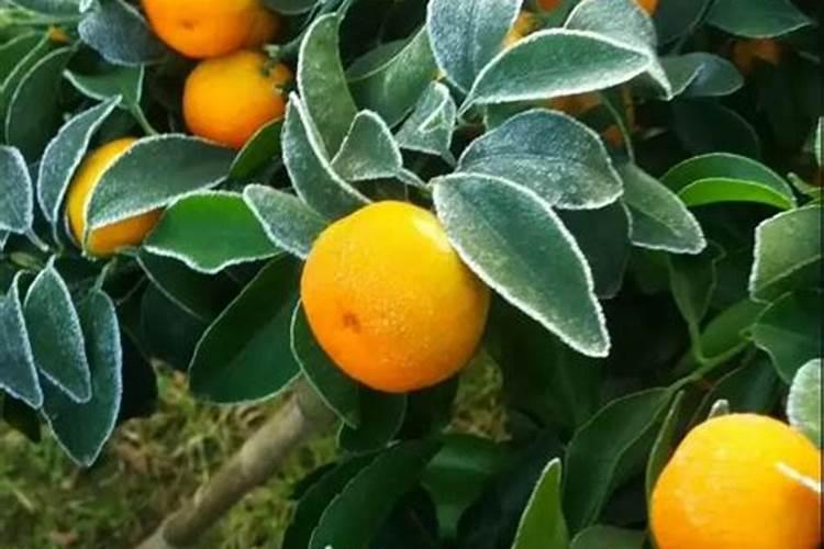 沙糖桔盖薄膜方法