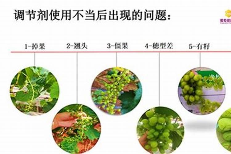 我种植的阳光玫瑰用什么膨果肥比较好？