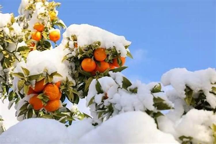 橘子树冬天施什么肥