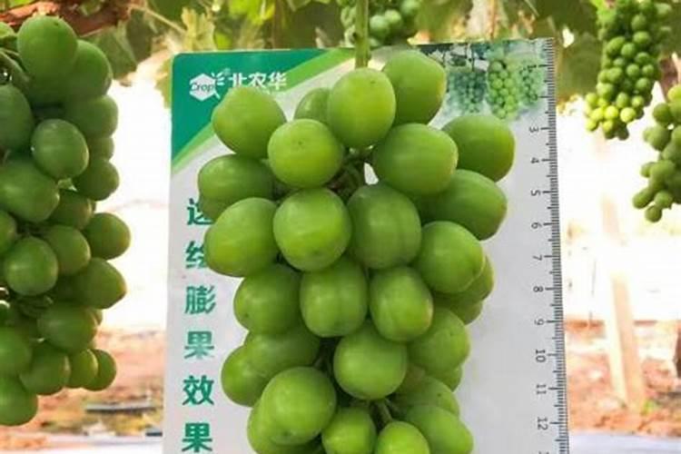 好吃的阳光玫瑰葡萄,教你几招,果实多汁产量高,值得入手