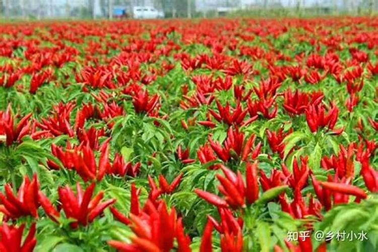 流泉枫能用三元复合肥吗？