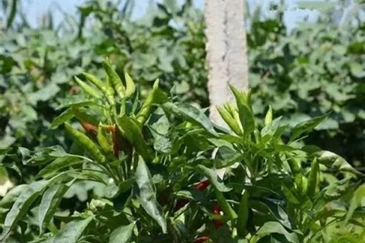 辣椒结果期施什么肥 结果期死棵的原因