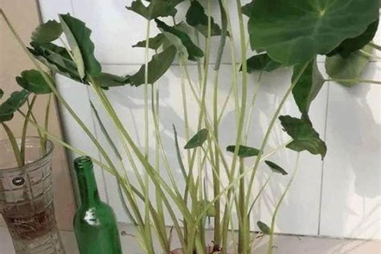 请问芋头要用什么肥料才大个？