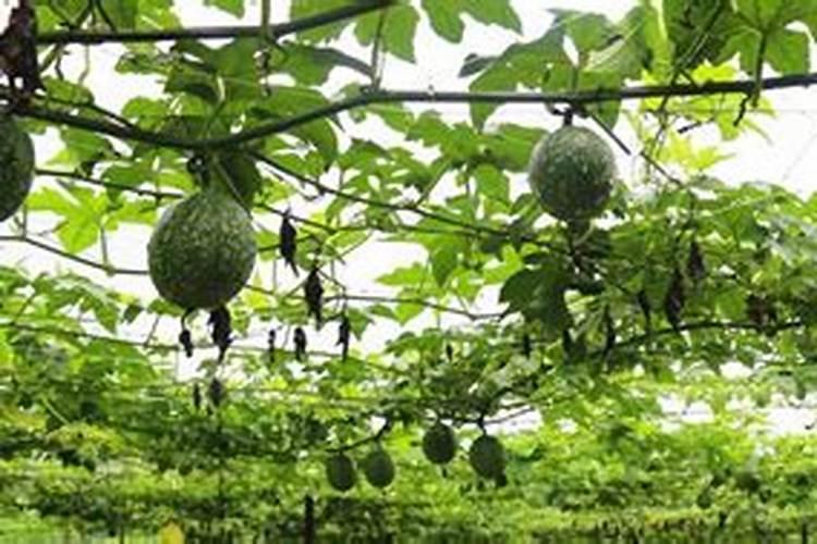 吊瓜种植栽培方法