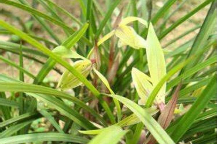 兰花草用什么肥料