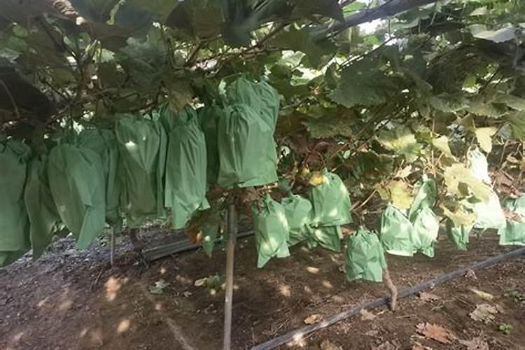 阳光玫瑰的施肥方案