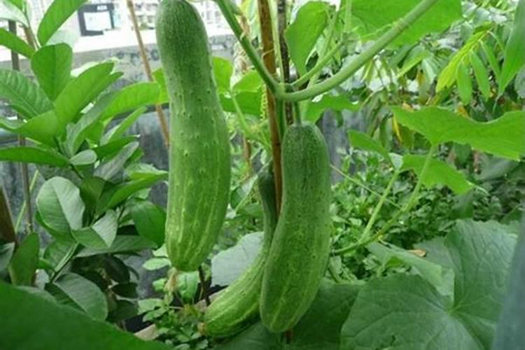 吊瓜的种植方法及管理办法