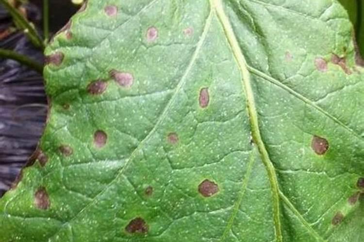 葡萄套袋前用什么药