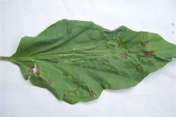 异菌脲产品特点