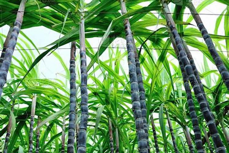 关于大熊猫的知识