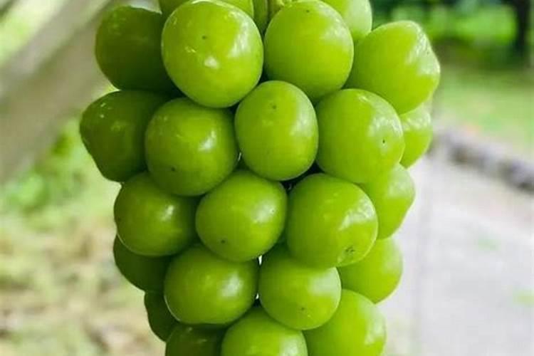 阳光玫瑰软果怎么补救