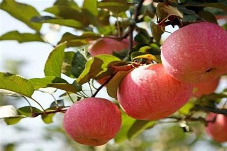 苹果树8月份如何使用水溶肥