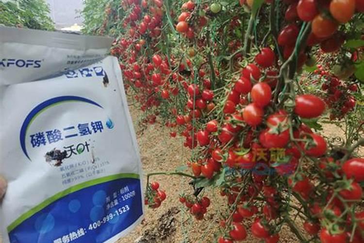 磷酸二氢钾和硼肥哪个好