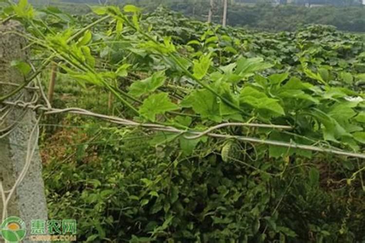 吊瓜的正确打头方法