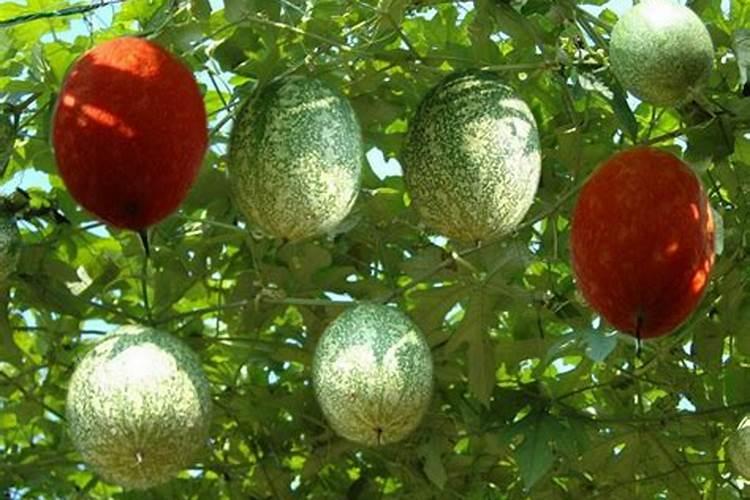 果树膨大期应该施什么肥？