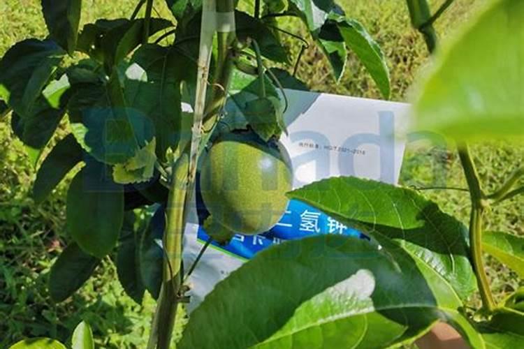 百香果如何做好水肥管理？百香果花期施什么肥才能结果？