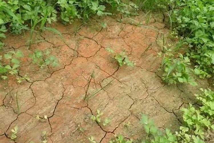 哪种氮肥最易引起土壤板结 土壤板结如何快速改良