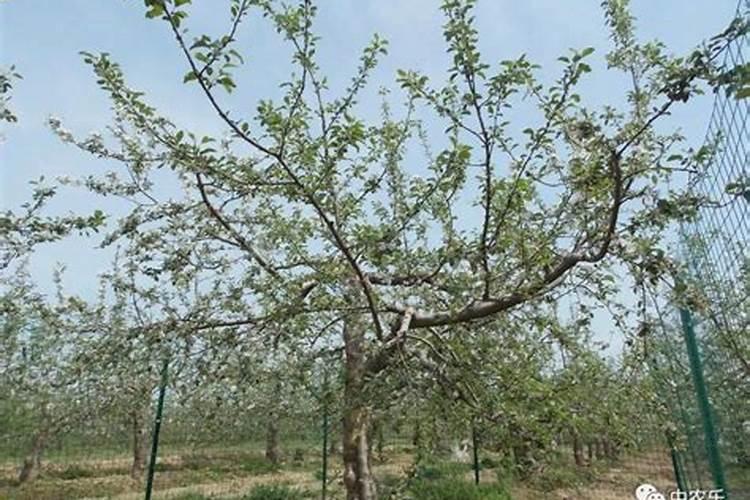 夏季可以给果树施肥吗