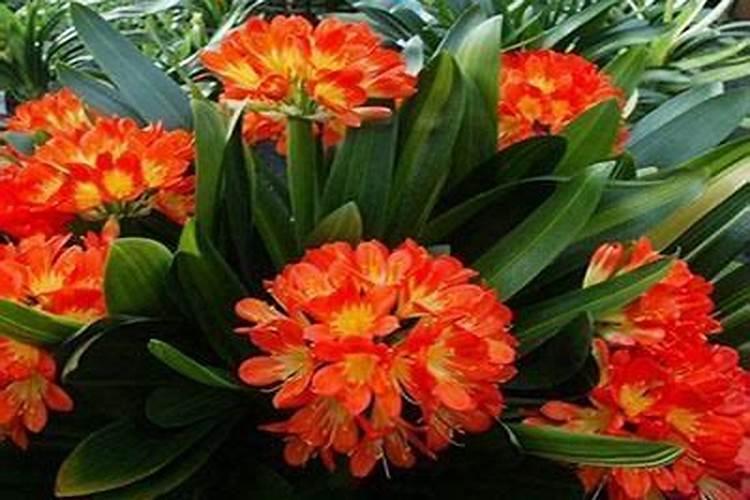 家养君子兰氮磷钾如何采用