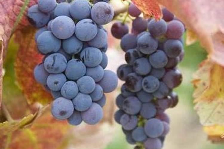 葡萄串向阳的一面红了阴面不红怎么办？