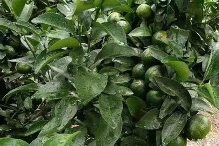 芸苔素打多了会怎么样,多效唑和芸苔素能一起喷吗