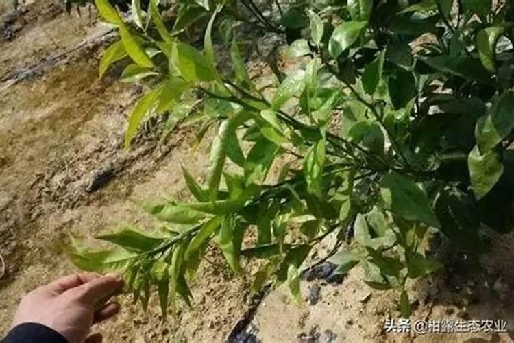 使用多效唑后打敌稗还有用吗